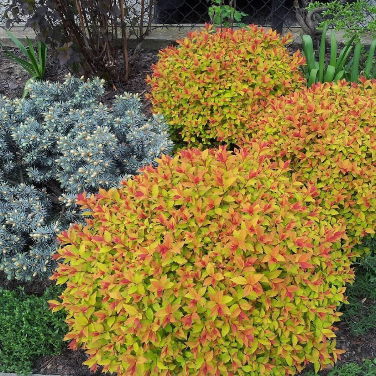 Спирея японская Файерлайт